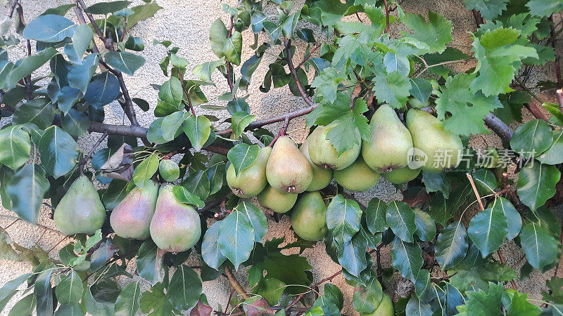树上长着许多梨子