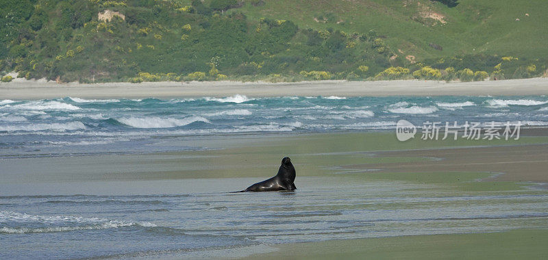 远处一只孤独的新西兰海狮公牛的全景，它在奥塔哥海滩上坐直了身子，看着镜头，身后是海浪。