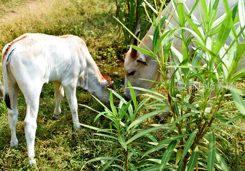 一头母牛和一头小牛在吃草。