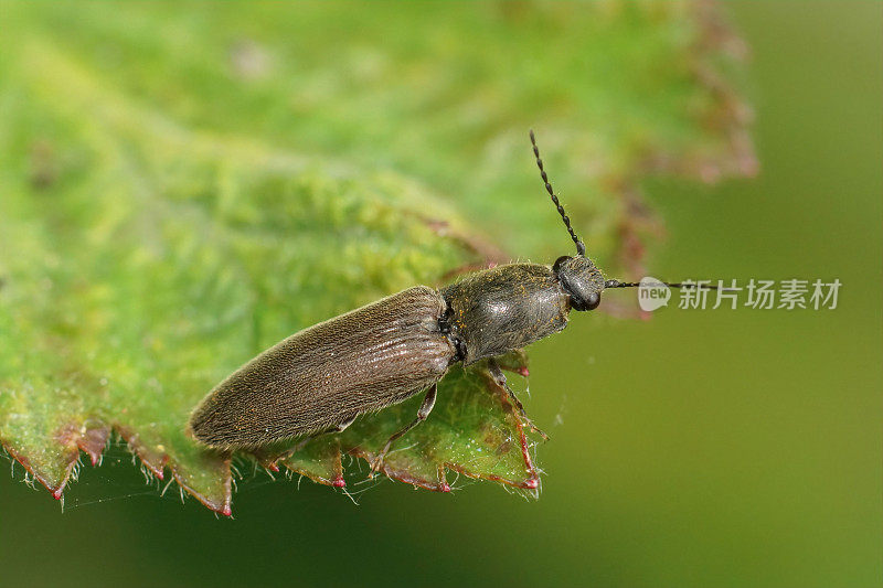 一只棕色、多毛、咔嗒作响的甲虫坐在一片绿叶上