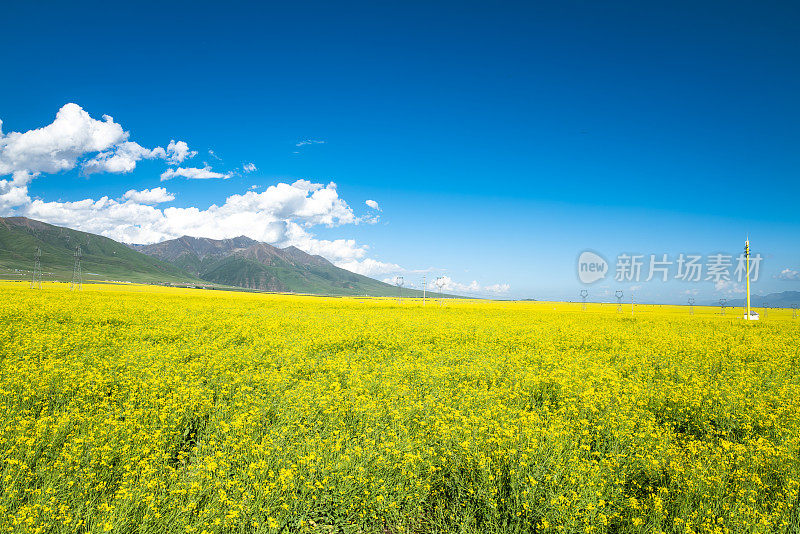 青海省门源县油菜田