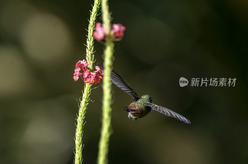 红尾蜂鸟在哥斯达黎加进食