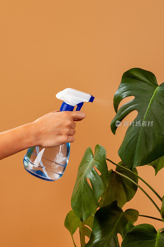 女人给植物浇水