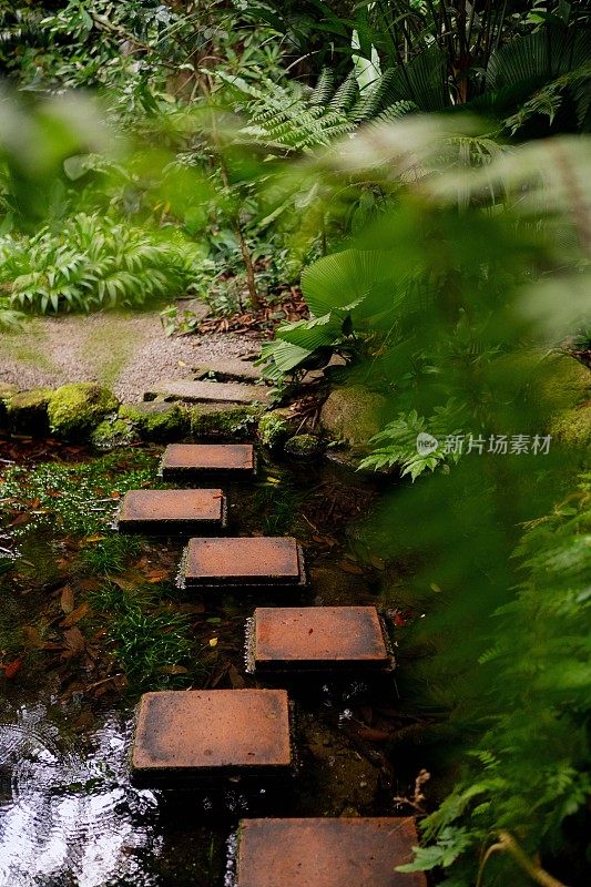 郁郁葱葱的绿色植物在热带丛林森林马来西亚槟城岛