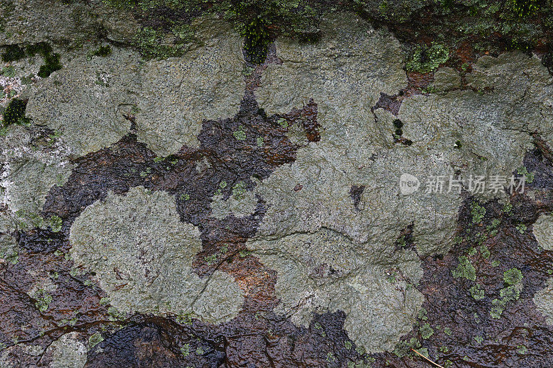 潮湿片岩与地衣2