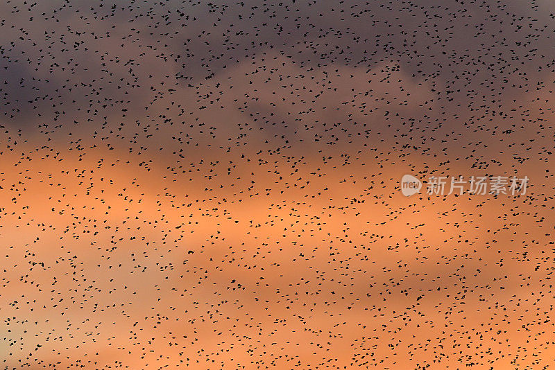 燕八哥Mumuration