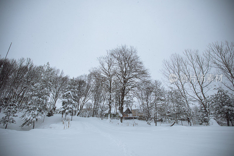 冬季景观，白雪覆盖的树木和阳光