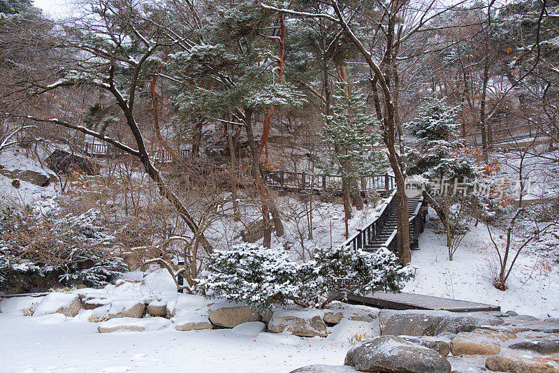 花园里的雪