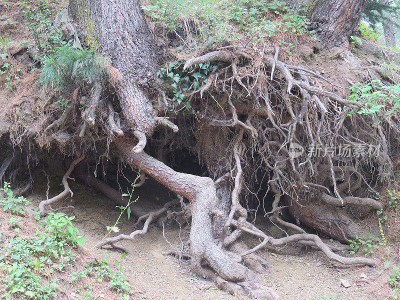 树根。裸露的树根。季节性的失败。