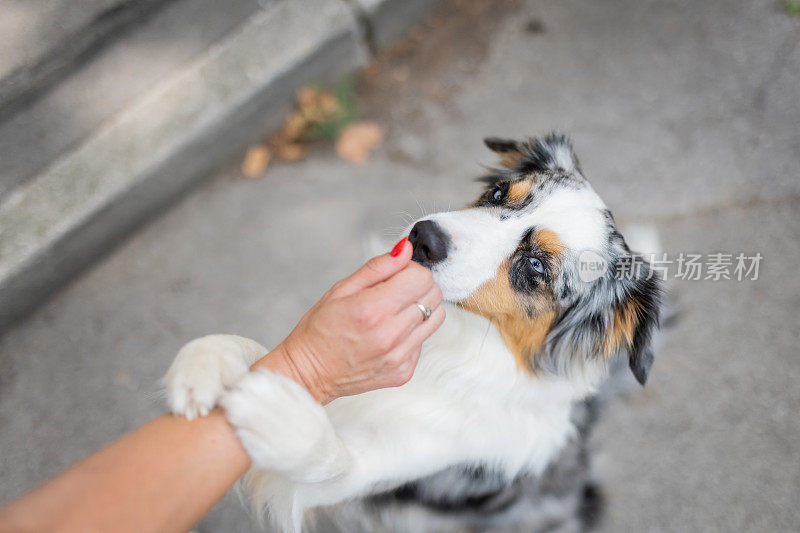 迷你美国牧羊犬