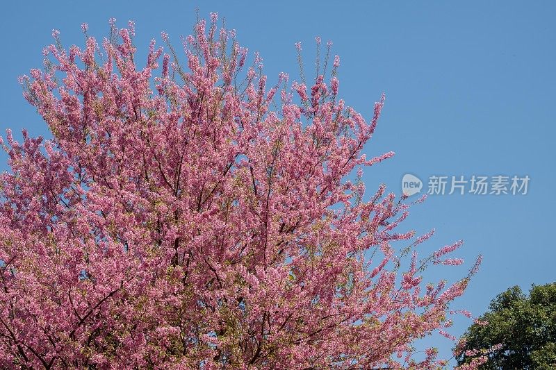 特写，泰国清莱邦空的樱花或泰国樱花