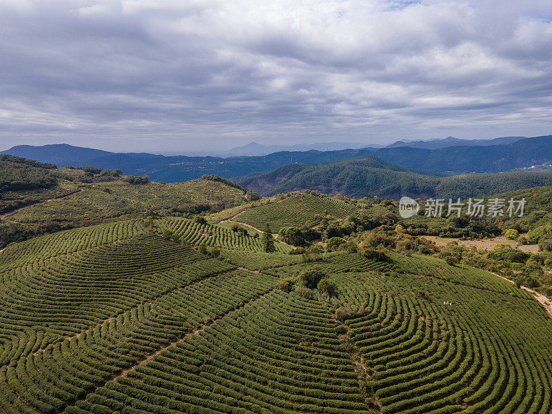 茶山春季自上而下纹理图