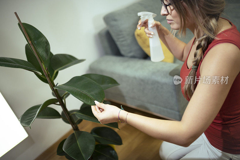 植物学家照顾她的室内植物，并在家里给金钱树浇水