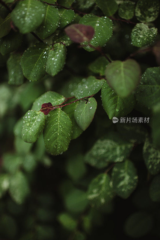 树叶上的雨滴