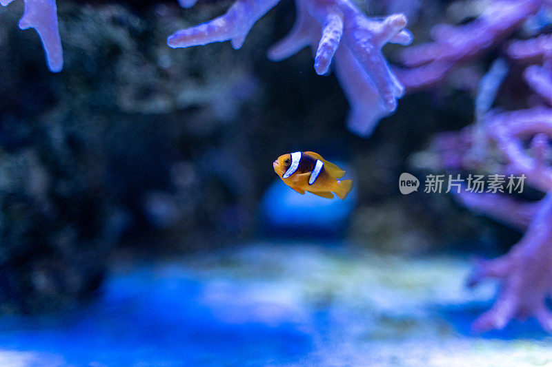 在水族馆的珊瑚林中的鳍状角兽