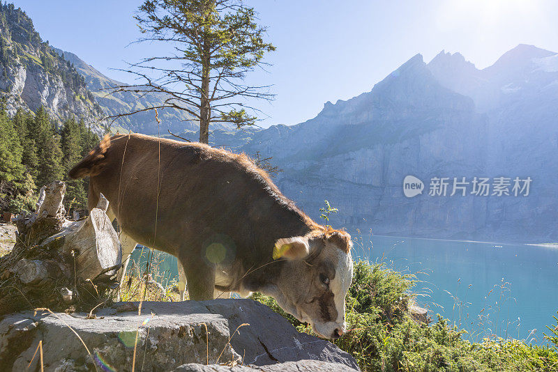 阳光明媚的夏日，高山湖边的一头美丽的奶牛