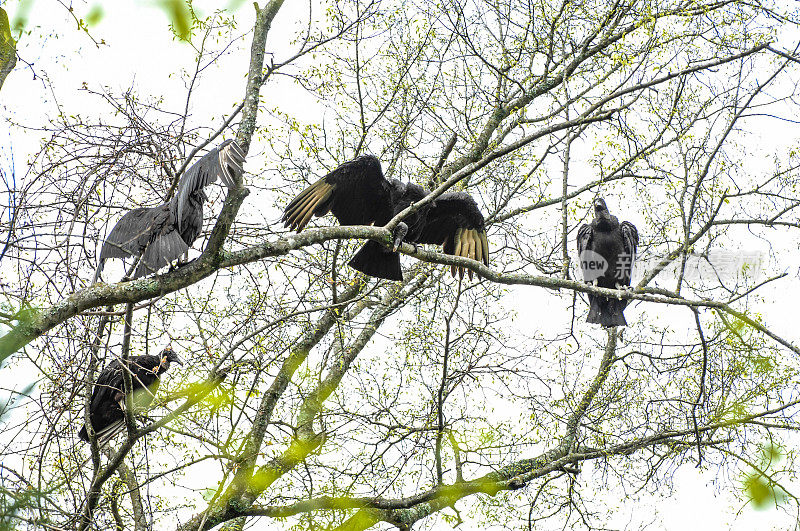 坐在树上的土耳其秃鹫