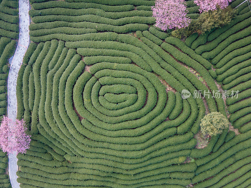 茶园种植茶树形成的圆形纹理鸟瞰图