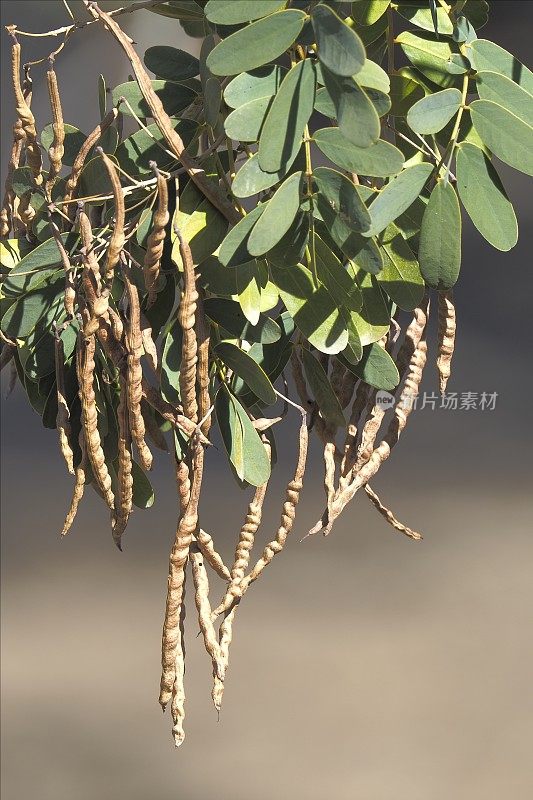 几个种子豆荚和叶子的魁布拉乔树