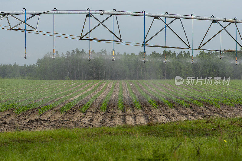 轮轴灌溉喷水器浇灌新种植的玉米行，湿润和干燥的土地之间有明显的差异