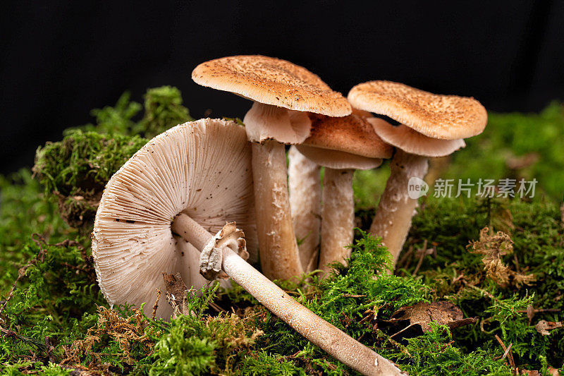 蘑菇在绿色苔藓森林地面