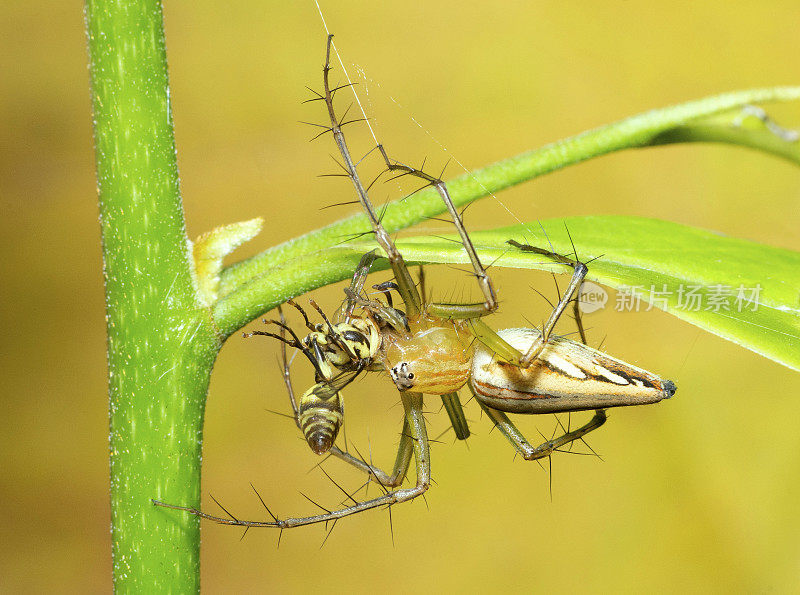 蜘蛛捕食黄蜂——动物行为。