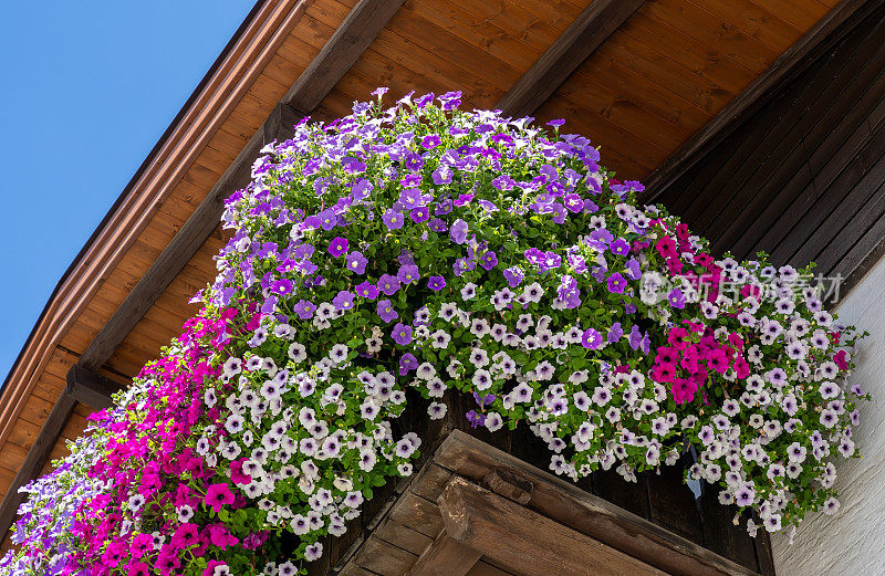 阿尔卑斯山和白云石的传统花阳台。阳台上五颜六色的花。夏天的时间。花和颜色的混合。欧洲阿尔卑斯山的一般比赛