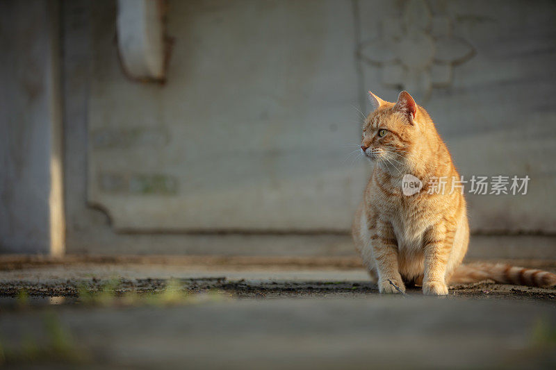 一只名叫姜的流浪猫站在街中央。