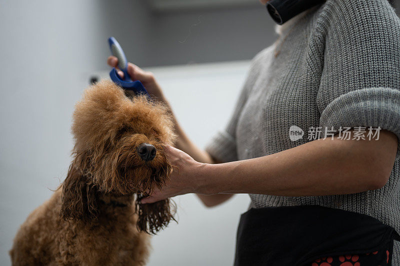 一位女性狗狗美容师正在梳理和吹干一只贵宾犬