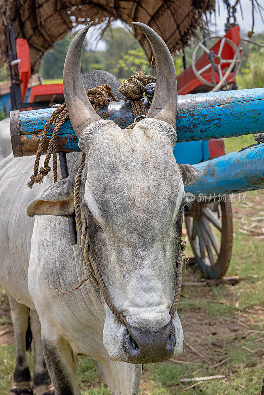 被阉割的公牛站在牛车前的画像