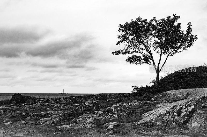 岩石海岸上一棵孤独的树
