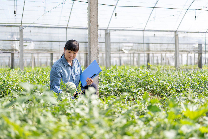 一位女农民在西瓜种植温室工作