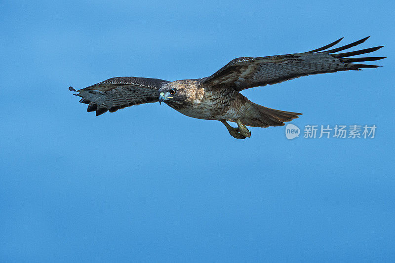 野生红尾鹰飞行的长镜头