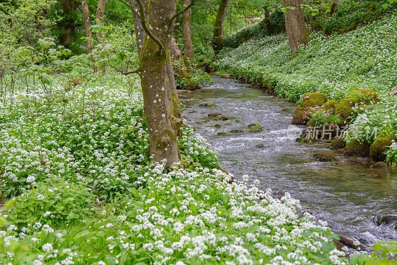 英国约克郡山谷，宁静草地上的野生大蒜、树木和溪流