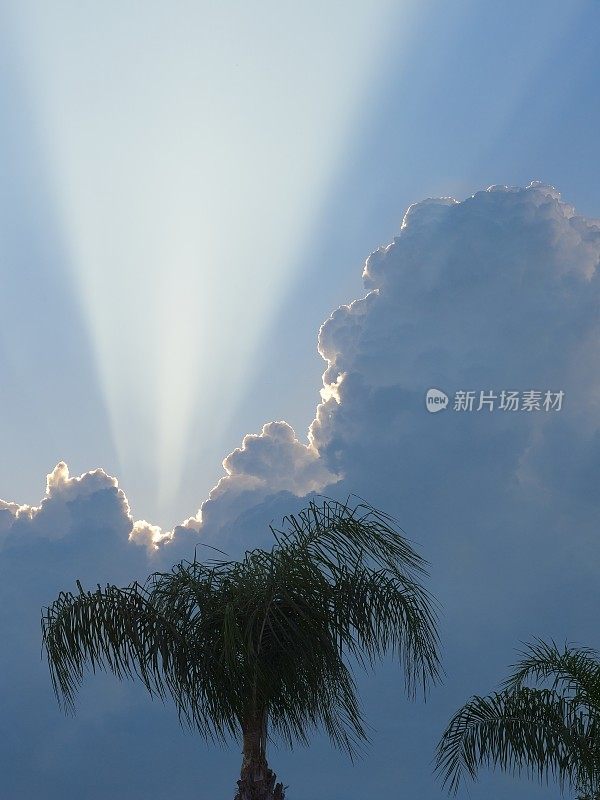 宽阔的阳光穿过积云，前景是佛罗里达的棕榈树