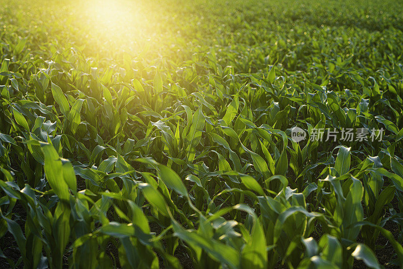 夕阳下的玉米地。农业和农业。