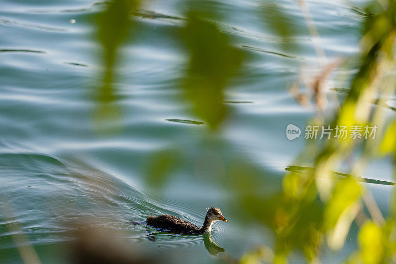 小白骨顶独自在湖边游泳