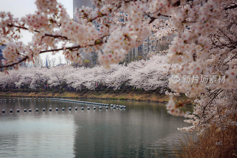 韩国首尔的樱花