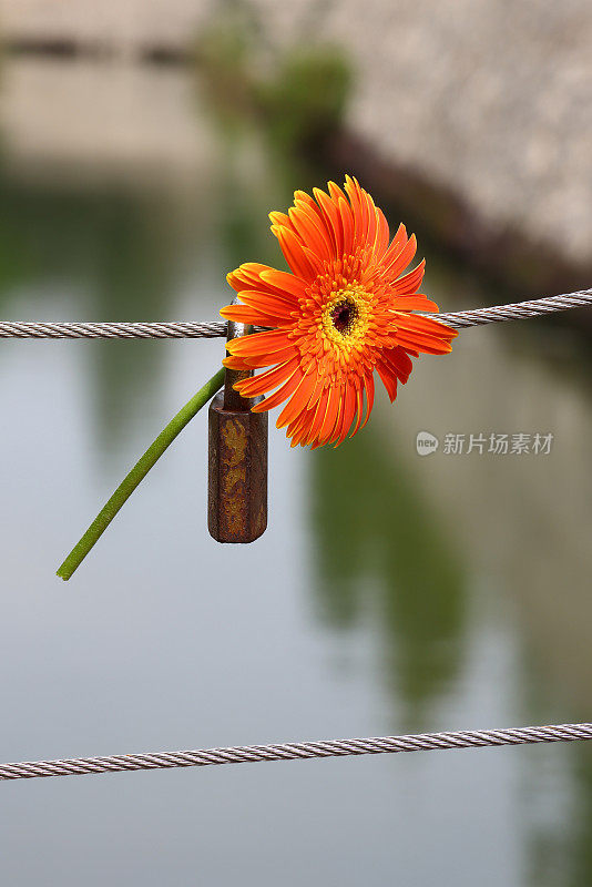 美丽的橙色和黄色的花挂锁