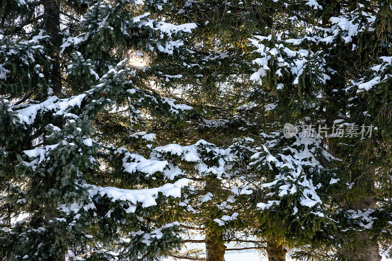 松枝上覆盖着白雪