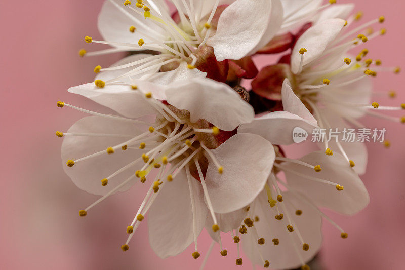 杏花的照片，花朵绽放，生长在粉红色的背景。盛开的亚美尼亚李花。