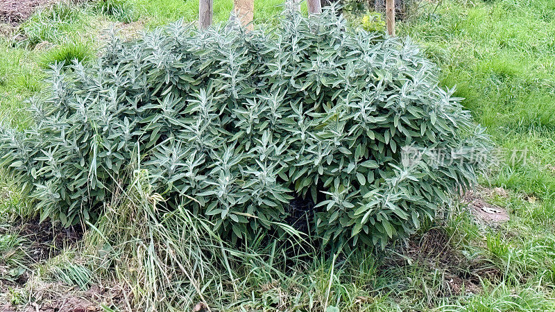 草地上的鼠尾草