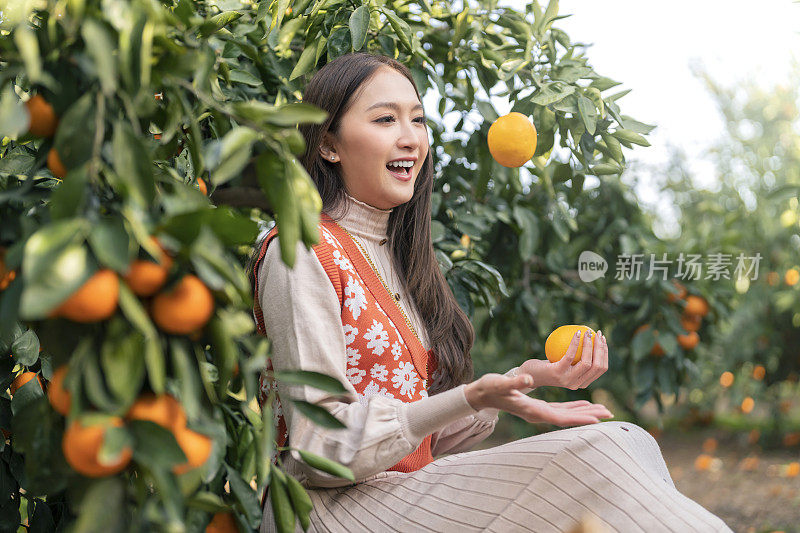 清新无忧的旅行者亚洲美女女享受有橘子田花园，韩国济州岛