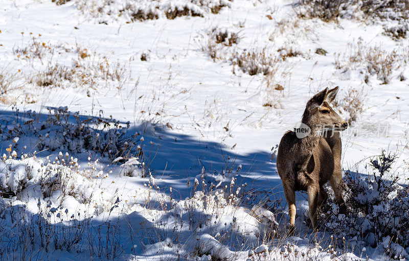 美国科罗拉多州埃斯蒂斯公园附近落基山国家公园的极端冬季地形中的野生骡鹿