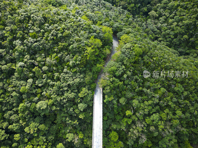 日本冲绳山原森林桥