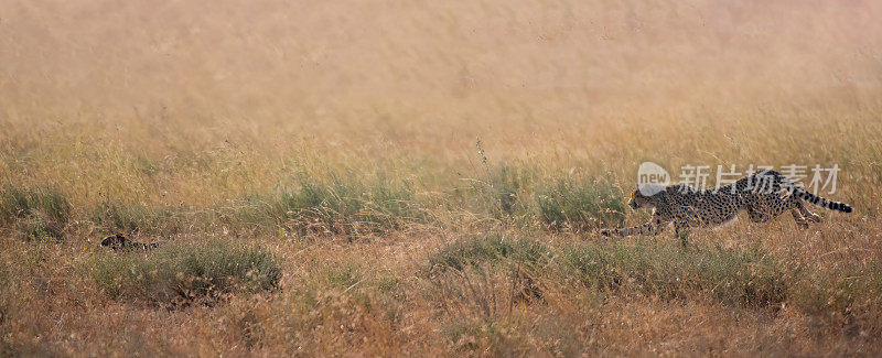 追逐——一只猎豹在黎明时分在塞伦盖蒂平原上追逐一只野兔，美丽的光线全景——坦桑尼亚