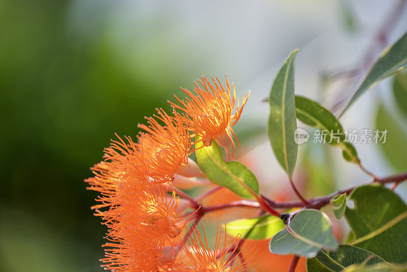 美丽的树胶树橙色的花和芽，背景与复制空间