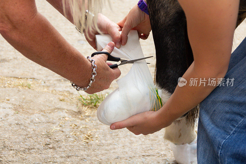 近距离拍摄，两名女性用剪刀给一匹马敷药膏和绷带，因为它的脚上有脓肿，走路很疼。