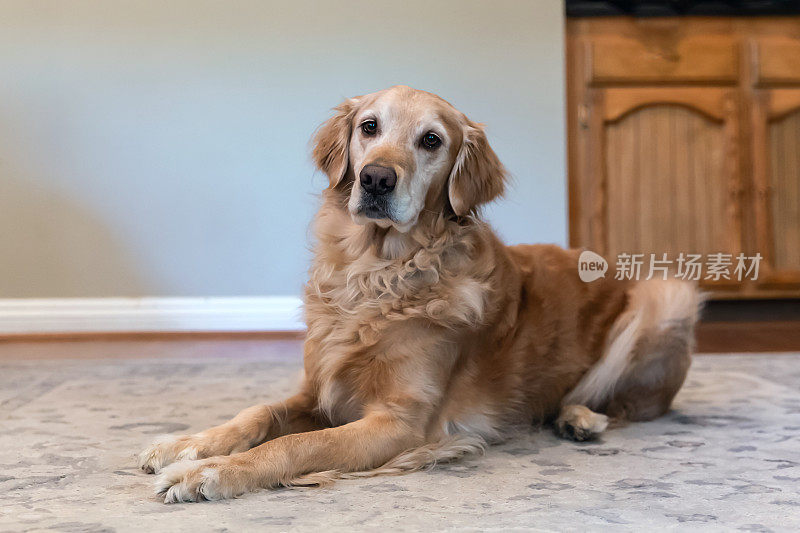 金毛猎犬躺下