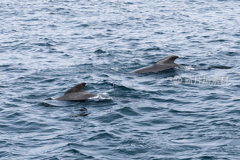 在北冰洋微妙的涟漪中，一对领航鲸在挪威北部海岸附近有目的地穿越水域